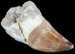 Mosasaur (Prognathodon) Tooth In Rock -Partal Root #61196-1